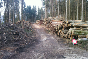 Abholung auch im Wald möglich